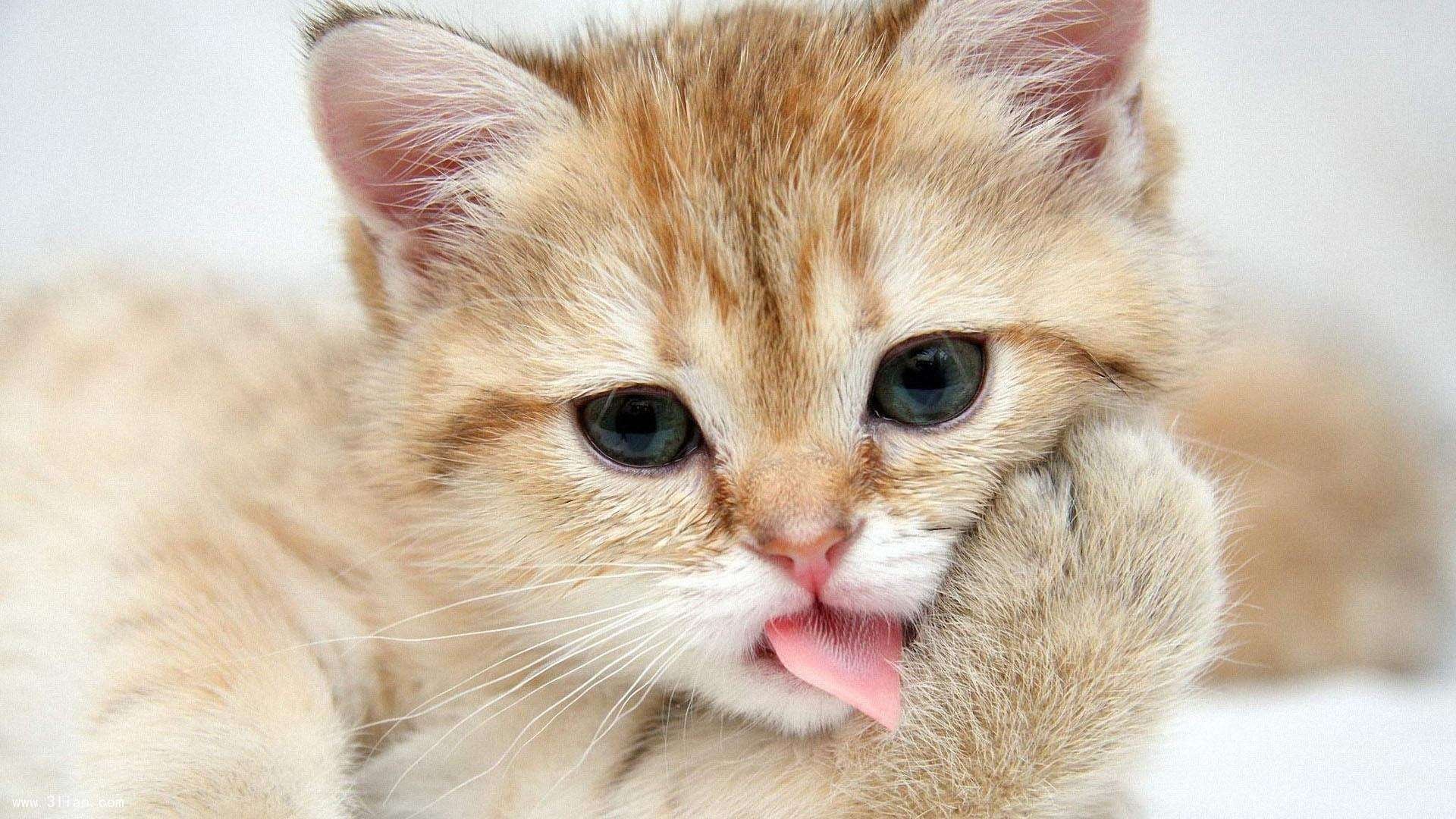 中超俱乐部青训贡献率统计，中超俱乐部青训排名