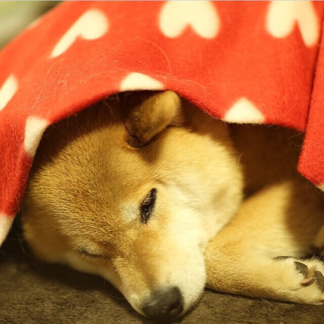 国际乒联混合团体世界杯：澳大利亚队的拼搏精神引领表现，澳大利亚乒乓国家队