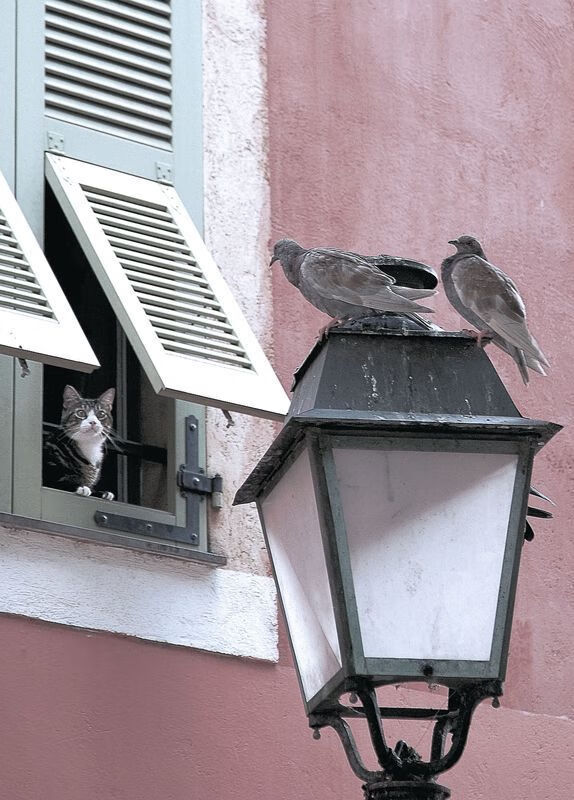 浙江雄狮加强外援融入打造更紧密团队，浙江雄狮烟多少钱一盒